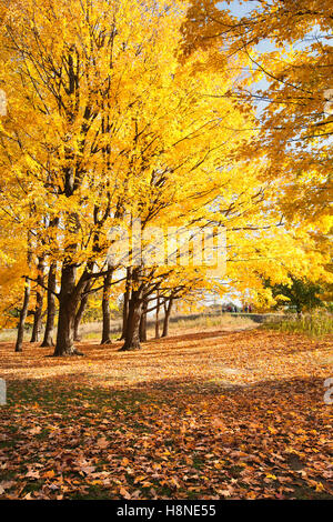 autumn leaves are large in the forest Stock Photo - Alamy