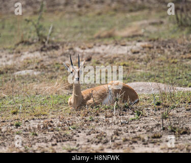 Male oribi in the northern Serengeti Stock Photo