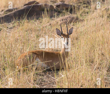 Male oribi in the northern Serengeti Stock Photo