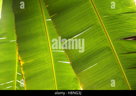 Close up of the leaves of a Banana plant, Cozumel, Quintana Roo, Mexico. Stock Photo