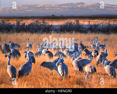 A flock of sandhill cranes gather in the grasslands in front of the Great Sand Dunes at the Great Sand Dunes National Park and Preserve August 25, 2016 near Mosca, Colorado. Stock Photo