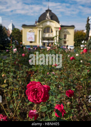 Single red rose with Chernivtsi Drama Theatre Ukraine Front of Chernivtsi Drama Theatre defocused in the background. Chernivtsi  Stock Photo