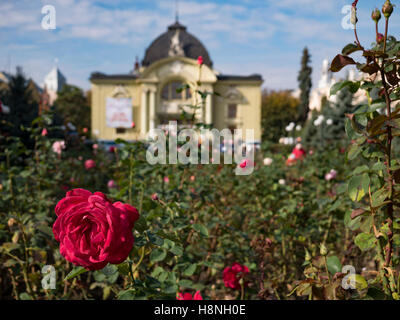 Single red rose with Chernivtsi Drama Theatre Ukraine Front of Chernivtsi Drama Theatre defocused in the background. Chernivtsi  Stock Photo