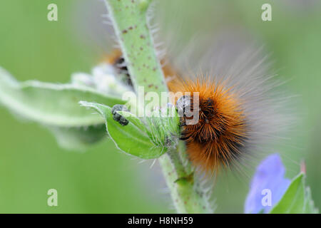 Woolly Bear ( Arctia caja ) caterpillar of the Garden Tiger Moth feeding on typical plant, Viper´s bugloss ( Echium vulgare ). Stock Photo