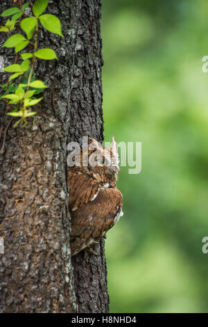 Red phase screech owl resting in a tree hollow Stock Photo