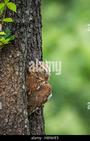 Red phase screech owl resting in a tree hollow Stock Photo