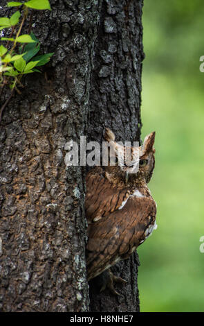 Red phase screech owl resting in a tree hollow Stock Photo