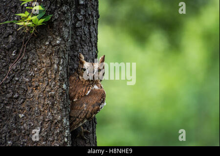 Red phase screech owl resting in a tree hollow Stock Photo