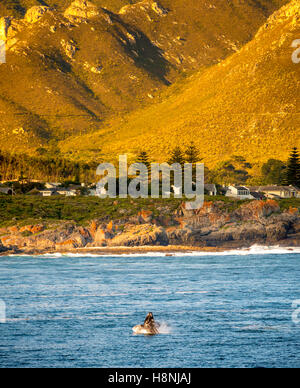 Whale watching at Hermanus in South Africa Stock Photo