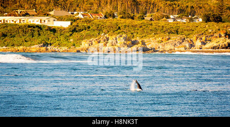 Whale flicks tail into air for whale watchers at Hermanus in South Africa Stock Photo