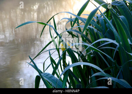 Yellow flag iris growing beside the River Wylye in Wiltshire, England. Stock Photo