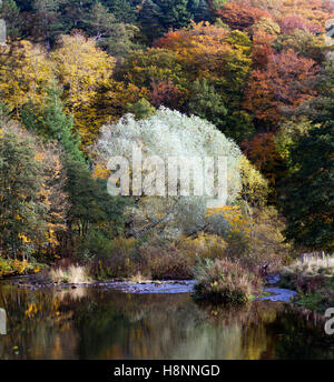 Woodlands in Autumn colour above the beautiful River Coquet in Northumberland Stock Photo