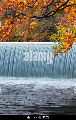 Beech tree leaves at Autumn time in an English woodland, with a beautiful waterfall at Guyzance Weir on the River Coquet Stock Photo