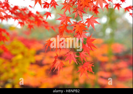Red leaves on a Korean maple tree (Acer pseudosieboldianum) in autumn. Stock Photo