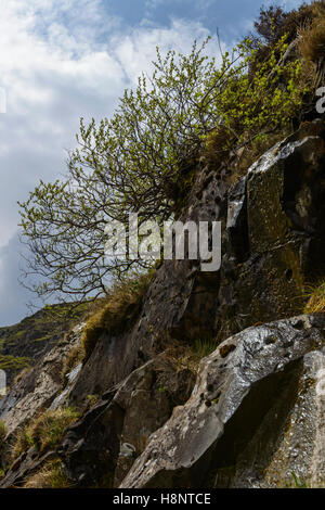 Dark Leaved Willow (Salix myrsinifolia) growing at the top of a steep crag where it can escape grazing from sheep, Moffat Hills, Stock Photo