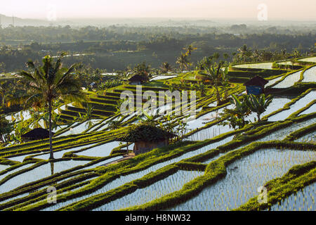 Terrace rice fields on a sunny day, Bali, Indonesia. Stock Photo