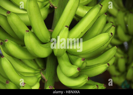 Close up of green bananas growing. The bunch of bananas is attached to the stalk, San José Province, San Miguel, Costa Rica. Stock Photo