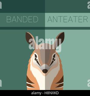 Vector image of the Numbat flat postcard Stock Vector