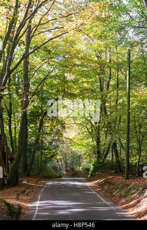 Road going through Box Hill, Surrey, England, UK Stock Photo