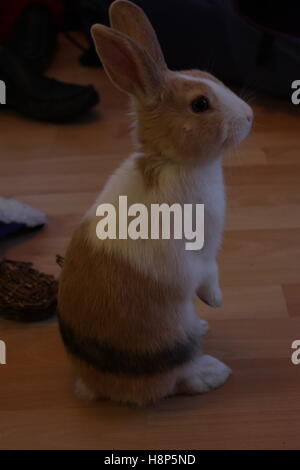 indoor striped rabbit stood on floorboards Stock Photo - Alamy