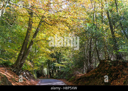 Road going through Box Hill, Surrey, England, UK Stock Photo