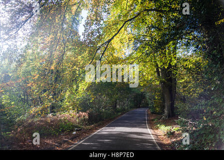 Road going through Box Hill, Surrey, England, UK Stock Photo