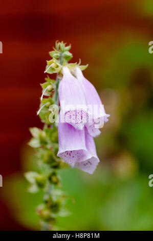 Digitalis foxglove purple glove flower plant bloom bell like Stock Photo