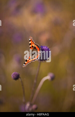 Small Tortoishell Butterfly on Scabiosa columbria (Scabious), Oudolf Field, Hauser & Wirth, Somerset, UK. September. Designer Piet Oudolf. Stock Photo