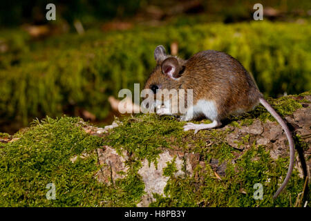 Wood Mouse (Apodemus sylvaticus) adult in woodland. Powys, Wales. March. Stock Photo