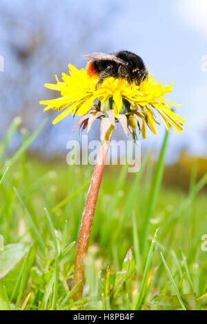 Large Red-tailed Bumblebee (Bombus lapidarius) queen feeding in a Dandelion (Taraxacum) flower in the Spring. Powys, Wales. Stock Photo