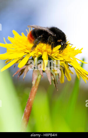 Large Red-tailed Bumblebee (Bombus lapidarius) queen feeding in a Dandelion (Taraxacum) flower in the Spring. Powys, Wales. Stock Photo