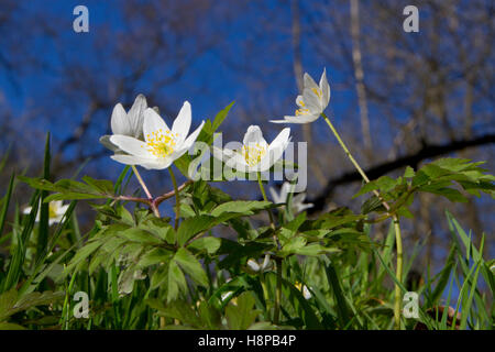 Wood Anemones (Anemone nemorosa) flowering in a wood. Powys, Wales. April. Stock Photo