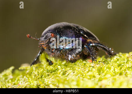 Dor Beetle (Geotrupes stercorarius) adult. Powys, Wales. May Stock Photo