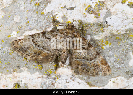 Double-striped Pug (Gymnoscelis rufifasciata) adult moth  resting on a wall. Powys, Wales. May Stock Photo