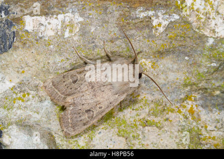 Powdered Quaker (Orthosia gracilis) adult moth resting on a wall. Powys, Wales. May. Stock Photo