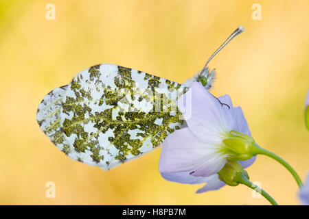 Orange-tip (Anthocharis cardamines) adult butterfly roosting at dusk on a Lady's Smock (Cardamine pratensis) flower. Stock Photo