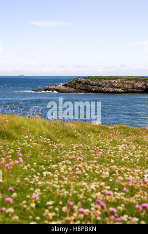 Sea Thrift: wild flowers, looking out to Moelfre Island, along the coastal path near Moelfre, Anglesey, North Wales Stock Photo