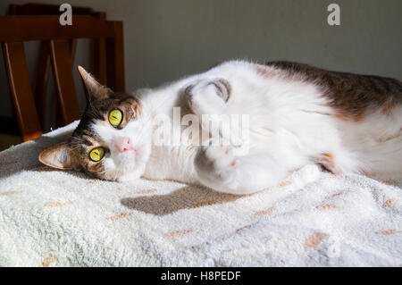 Tabby and white cat lying, sunbathing. Stock Photo