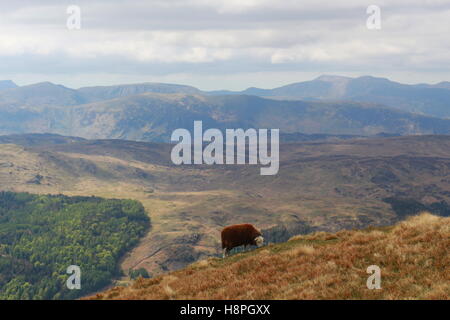 A mountain sheep grazing on a grassy hillside on the peak of Helvellyn, Lake District. Views stretch across to the ocean. Stock Photo