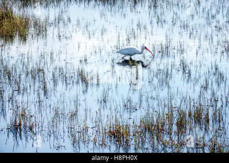Florida Merritt Island,Merritt Island National Wildlife Refuge,Black Point Wildlife Drive,ibis,wildlife,American white ibis,Eudocimus albus,Threskiorn Stock Photo