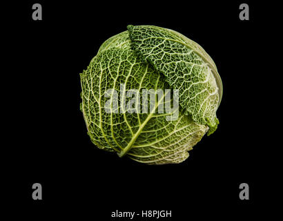 Close up head of savoy cabbage against a black background, backdrop, Pantone 2017, US, USA, produce cut out shades of green shapes, groceries food Stock Photo