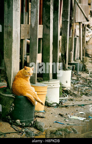 Cat under the basement of a house in a wasted bay, Hong Kong Stock Photo
