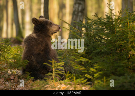 Eurasian Brown Bear / Europaeischer Braunbaer ( Ursus arctos ) young cub, sitting on the ground, sticking its tongue out, funny. Stock Photo