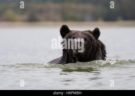 Eurasian Brown Bear / Europaeischer Braunbaer ( Ursus arctos ) running through deep water, comes close, adult, frontal shot. Stock Photo