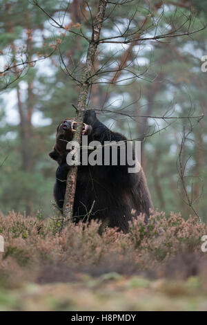 European Brown Bear / Europaeischer Braunbaer ( Ursus arctos ), sitting on hind legs, biting in a tree, playful behavior, funny. Stock Photo