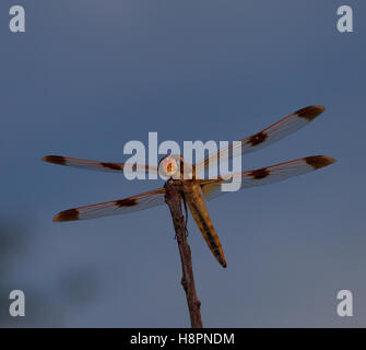 Orange dragonfly that is waiting on a high spot for food Stock Photo