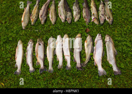 Closeup of trout fish and fishing rod Stock Photo