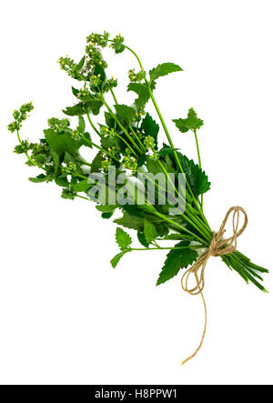 Mint Flowers on White Background Stock Photo