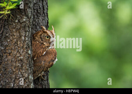 Red phase screech owl resting in a tree hollow Stock Photo