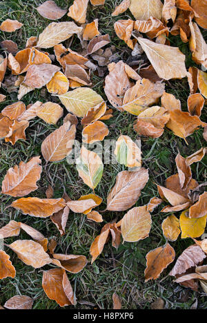 Fagus sylvatica. Fallen beech leaves on grass in the frost pattern from above. Stock Photo